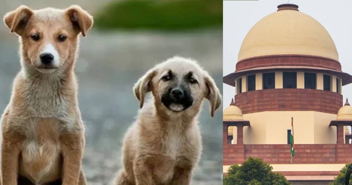 आवारा कुत्तों पर पलट जाएगा सुप्रीम कोर्ट का फैसला, क्या डॉग लवर्स को मिलेगी राहत? CJI गवई ने किया इशारा