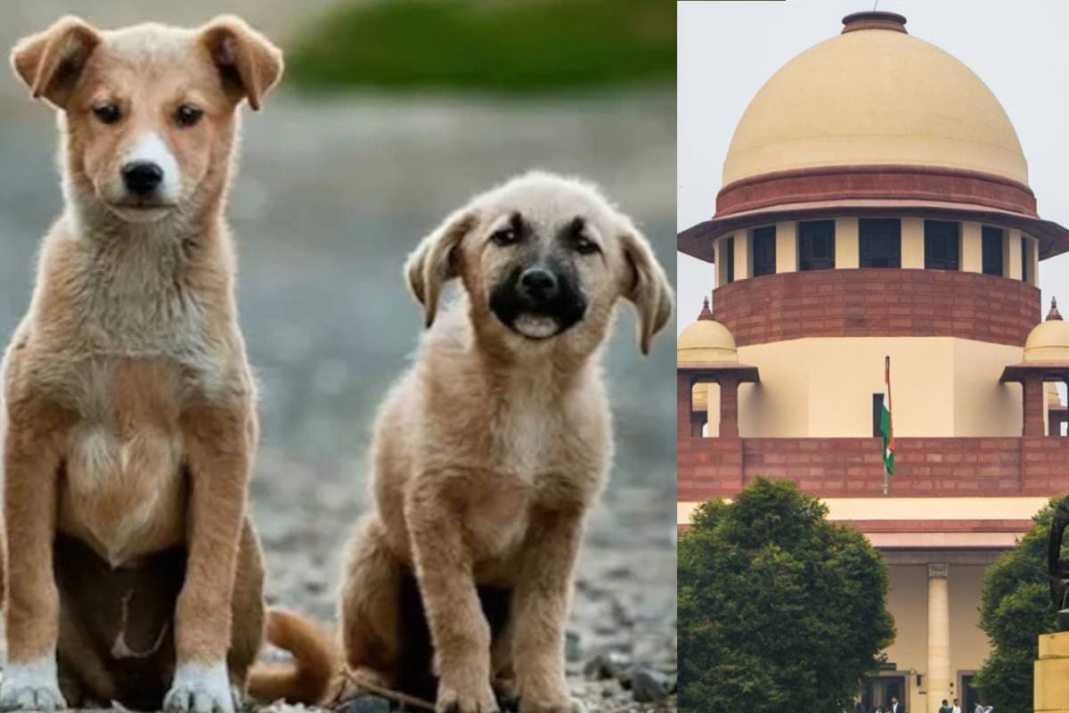 आवारा कुत्तों पर पलट जाएगा सुप्रीम कोर्ट का फैसला CJI गवई ने किया इशारा