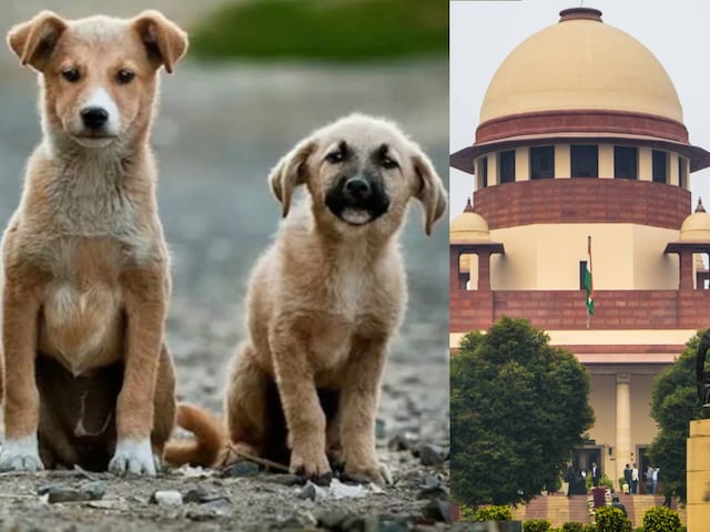 आवारा कुत्तों पर पलट जाएगा सुप्रीम कोर्ट का फैसला? CJI गवई ने किया इशारा