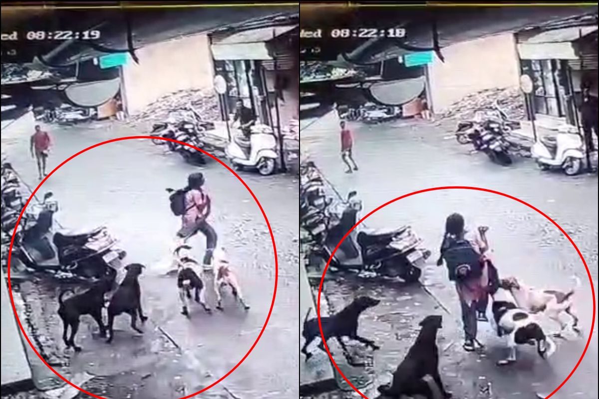 स्कूल से लौट रही मासूम पर झपटे खौफनाक कुत्ते एक सेकंड की देरी भारी पड़ती वीडियो देख सहम जाएंगे!