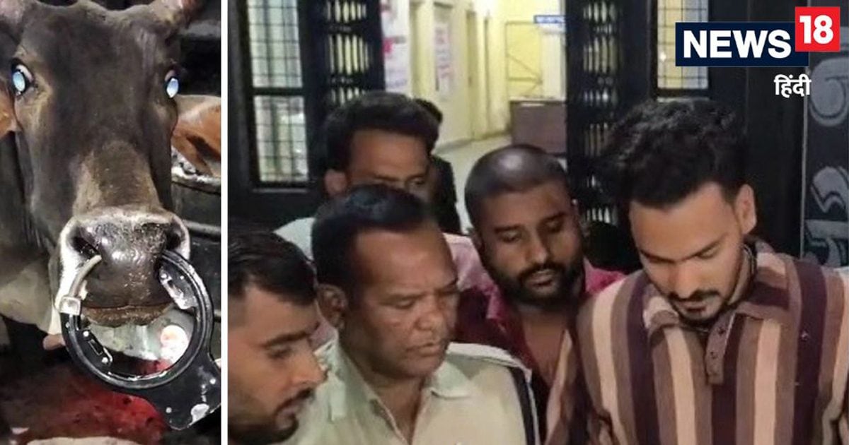 गाय की नाक में डाला साइकिल का ताला, फिर Video बनाया, वायरल होने के बाद लोगों ने किया ये काम