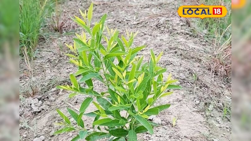 Sandalwood cultivation, how to cultivate sandalwood, sandalwood cultivation tips, where is sandalwood cultivated in Madhya Pradesh, method of sandalwood cultivation, Sandalwood cultivation, how to cultivate sandalwood, sandalwood cultivation tips, where is sandalwood cultivated in Madhya Pradesh, method of sandalwood cultivation,