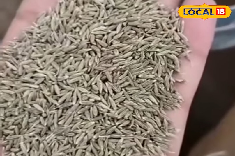 Cumin 