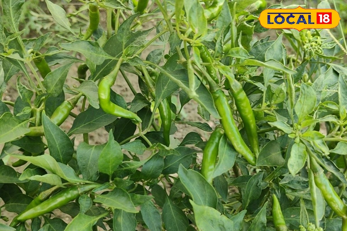 किसान बागेंद्र ने बदली सैकड़ों किसानों की किस्मत! इस खेती से कर रहे बंपर कमाई