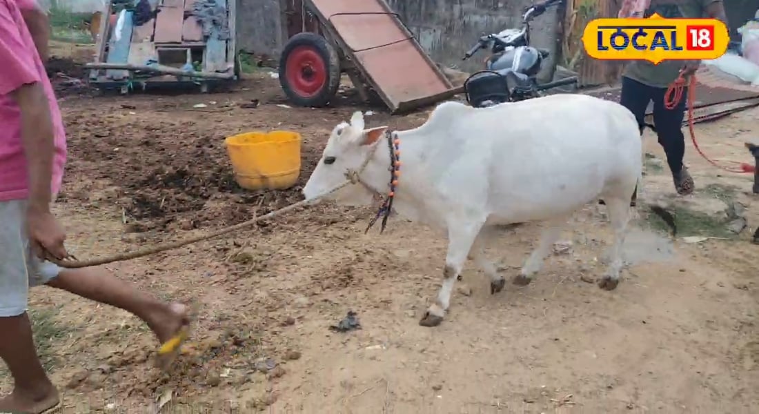 2000 रुपए लीटर है इस गाय का दूध, स्वाद में रबड़ी-मलाई भी है फेल, जानें खासियत