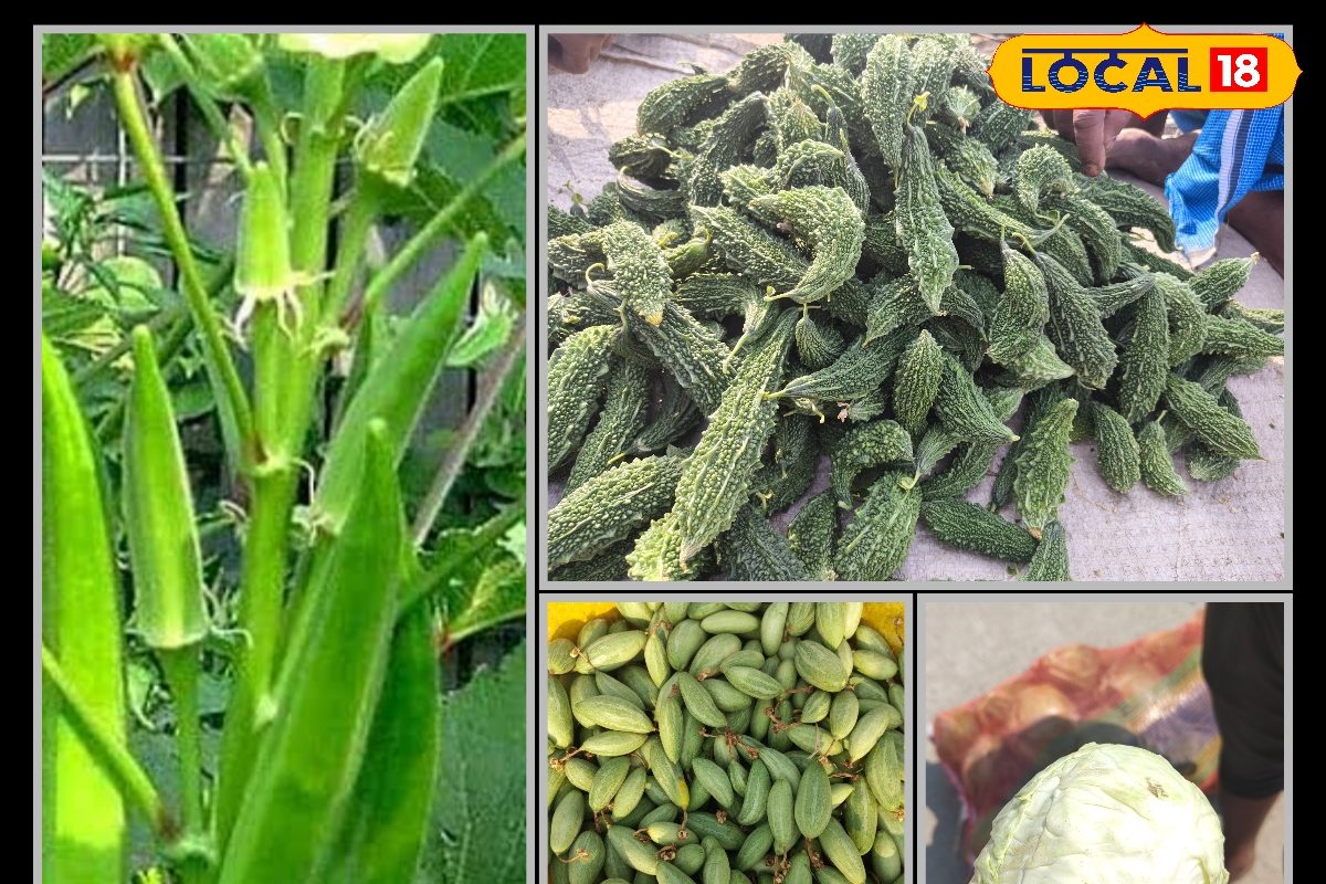 बारिश में सब्जियों की फसल को इन रोगों से बचाएं किसान, अपनाएं ये आसान टिप्स
