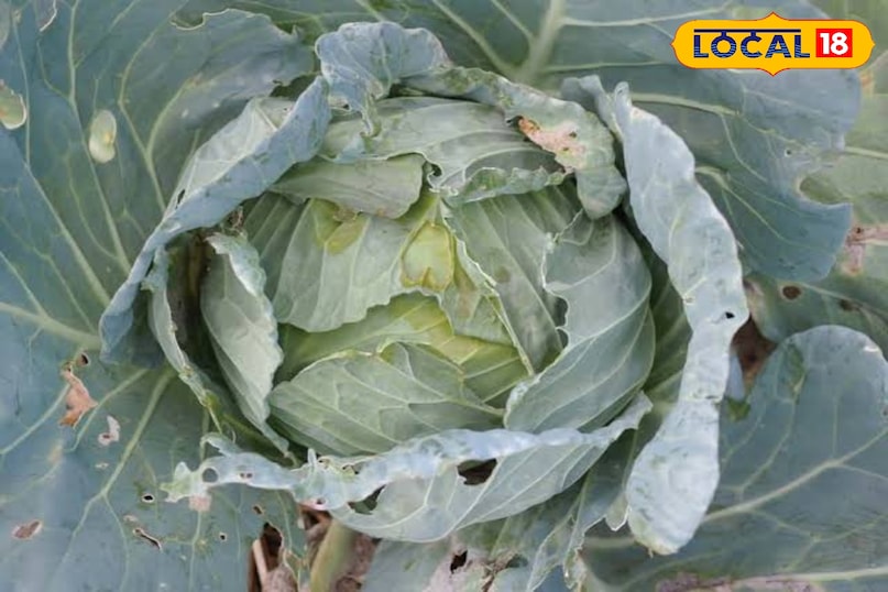 Why are cabbage worms? Vegetables like cabbage or cauliflower often have small insects or germs, which can be harmful to health. These insects can cause bacteria, pesticide residues or stomach infections by hiding in the flowers or in flowers. If they are not cleaned properly, then problems like food poisoning, stomach pain or allergy can occur. 5 easy ways to clean cabbage with insects 
