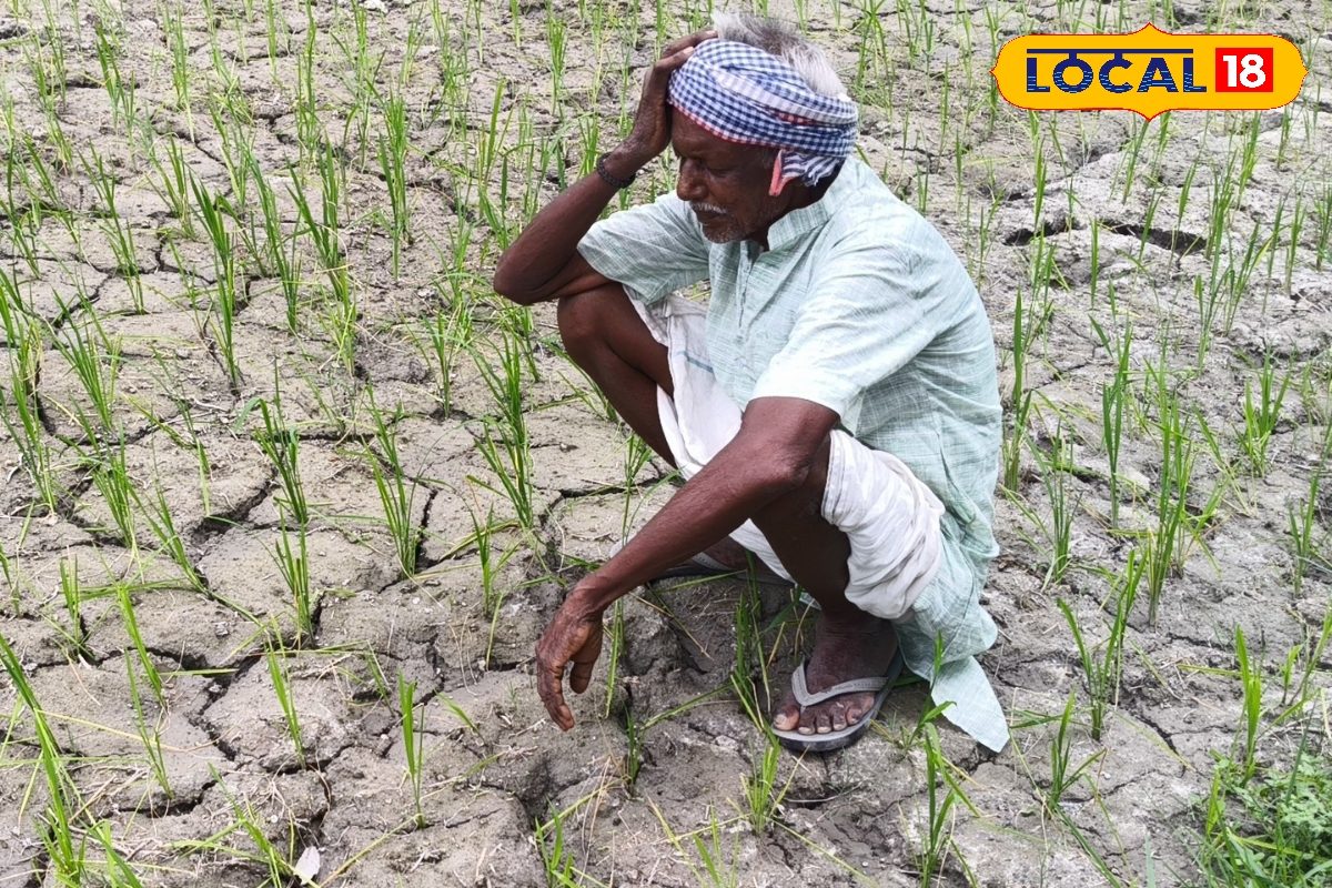 Paddy: रूठे मेघों ने बढ़ायी किसान की चिंता, सूख रहा धान, खेत में आयी दरार!