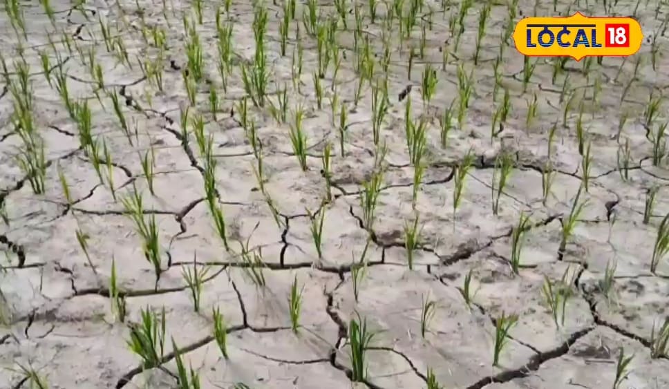 मॉनसून की बेरुखी से मसोसा मन..? फिक्र छोड़ें, करें इनकी खेती, कम पानी में भी..