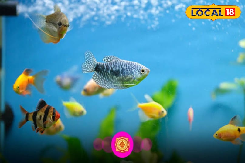 ग्रहो को करेगा शांत