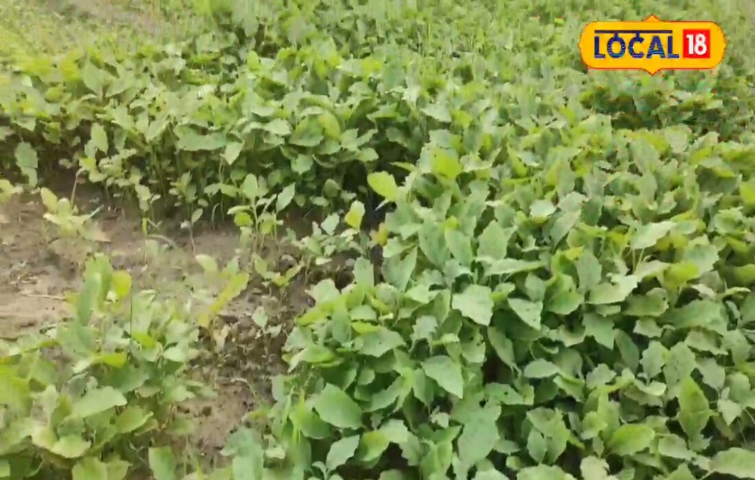 बैंगन की ये 4 वैरायटी किसानों को बना देगी मालामाल, सिर्फ जुलाई माह में करें खे