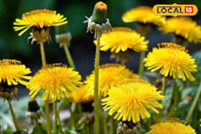 dandelion dandelion