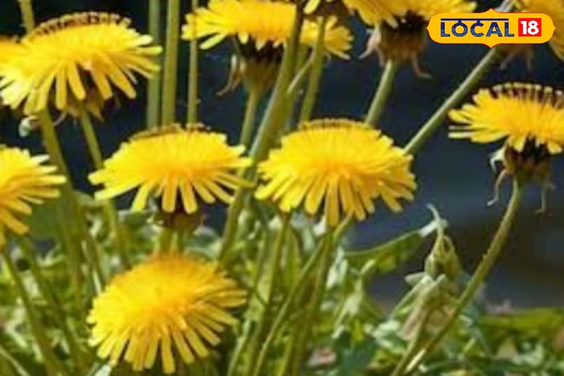 dandelion dandelion