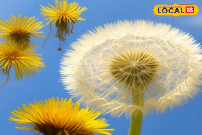 dandelion dandelion