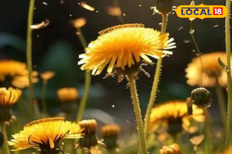 dandelion dandelion