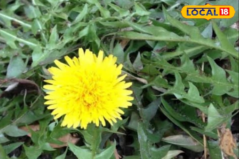 dandelion dandelion