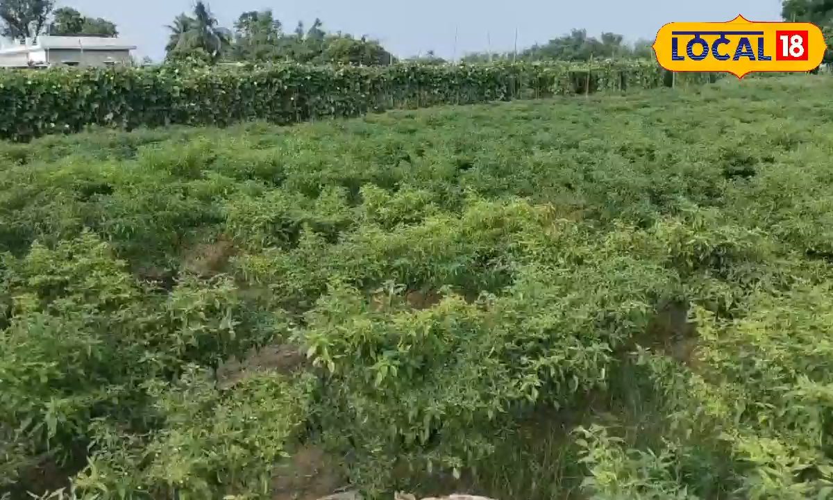 इस सब्जी की खेती किसानों को बना देगी मालामाल, लागत सिर्फ 10000 रुपए