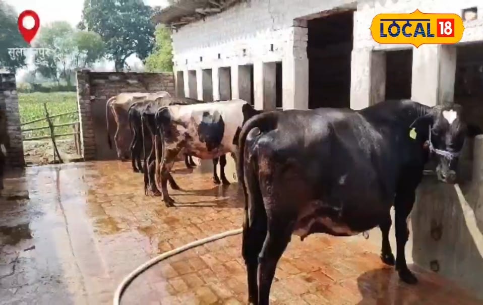 बारिश के मौसम में गाय-भैंसों को है 106 °F बुखार… साथ में आ रही अजीब आवाज! तुरंत करें ये उपाय