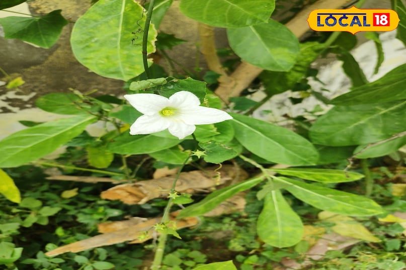 औषधीय पौधे सेहत के लिए फायदेमंद हेल्थ टिप्स फायदेमंद पौधा न्यूज़ 18 हिंदी औषधीय पौधे सेहत के लिए फायदेमंद हेल्थ टिप्स फायदेमंद पौधा न्यूज़ 18 हिंदी
