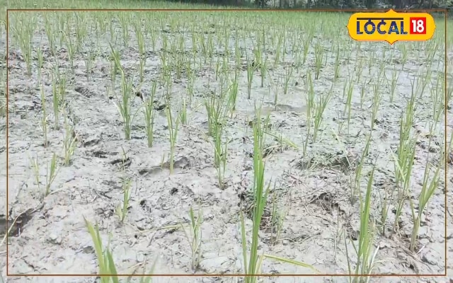क्या जलस्थल बन जाएगा मरुस्थल? बिहार में यहां किसान बोले-THAR की जगह रखेंगे ऊंट