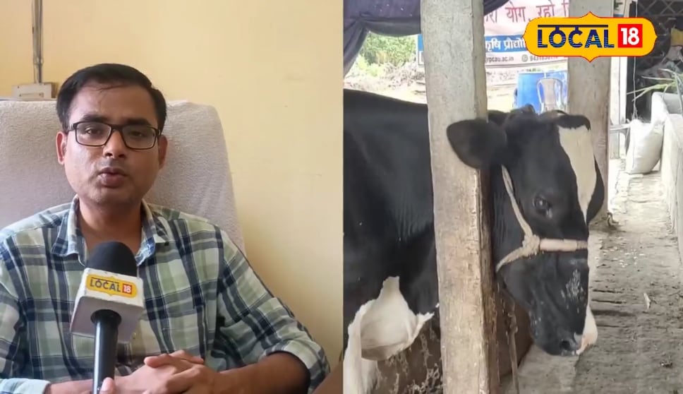 गलघोंटू से करें पशुओं की रक्षा, नहीं तो खेत संग टूटेगी आजीविका की रीढ़