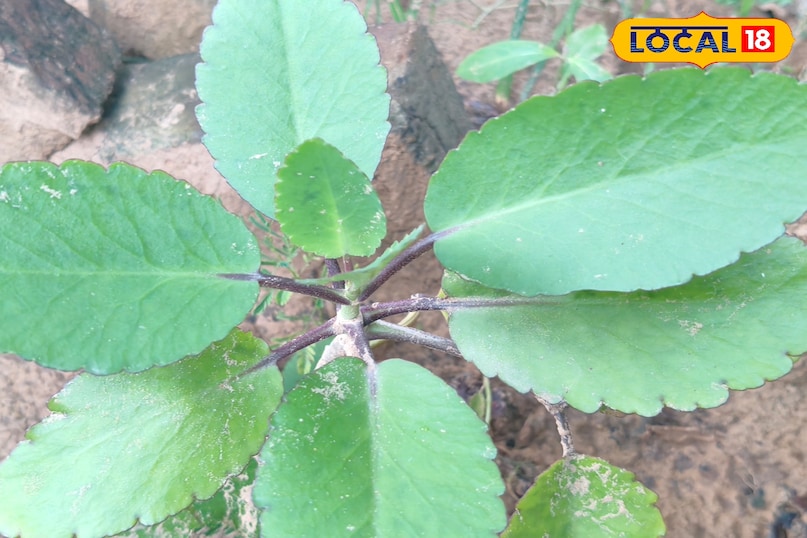 हेल्थ टिप्स हेल्थ टिप्स