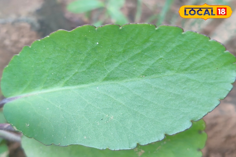 हेल्थ टिप्स हेल्थ टिप्स
