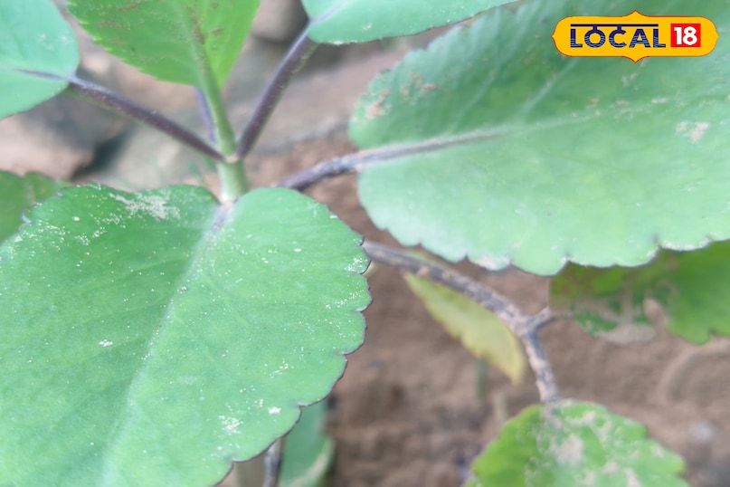 हेल्थ टिप्स हेल्थ टिप्स
