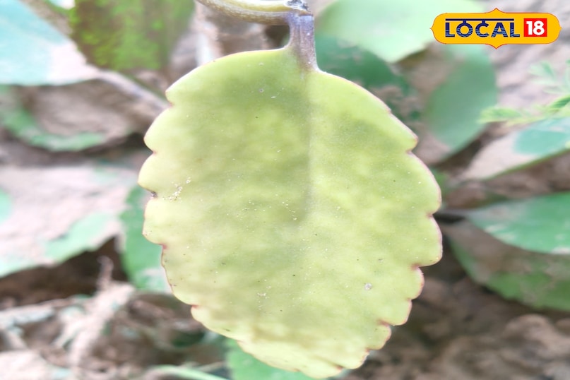 हेल्थ टिप्स हेल्थ टिप्स