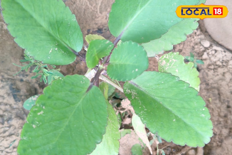 हेल्थ टिप्स हेल्थ टिप्स