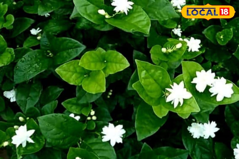 news 18 news 18