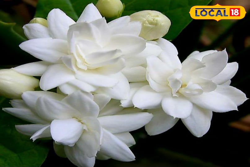 news 18 news 18