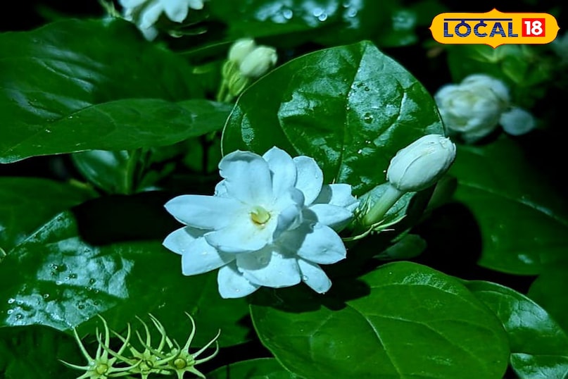 news 18 news 18