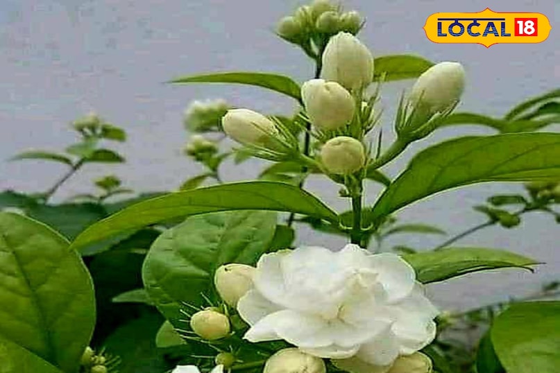news 18 news 18