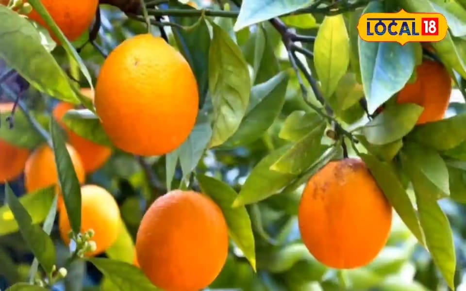 मानसून में बदलिए प्लान! खेतों में लगा दें अमरूद, संतरा, आम और केला की ये किस्में, नोटों से भर जाएगी तिजोरी