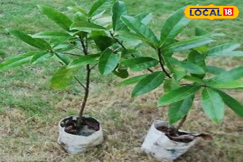 हेल्थ टिप्स सेहत के लिए फायदेमंद औषधीय पौधा फायदेमंद टिप्स अमेठी उत्तर प्रदेश न्यूज़ 18 हिंदी हेल्थ टिप्स सेहत के लिए फायदेमंद औषधीय पौधा फायदेमंद टिप्स अमेठी उत्तर प्रदेश न्यूज़ 18 हिंदी