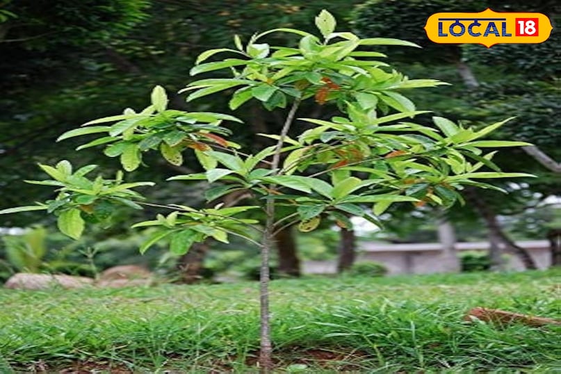 औषधि पौधा फायदेमंद टिप्स सेहत के लिए फायदेमंद बीमारी के लिए काल अमेठी उत्तर प्रदेश न्यूज़ 18 हिंदी
