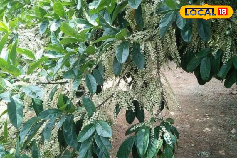 औषधीय पौधा सेहत के लिए फायदेमंद फायदेमंद टिप्स हेल्थ अमेठी उत्तर प्रदेश न्यूज़
