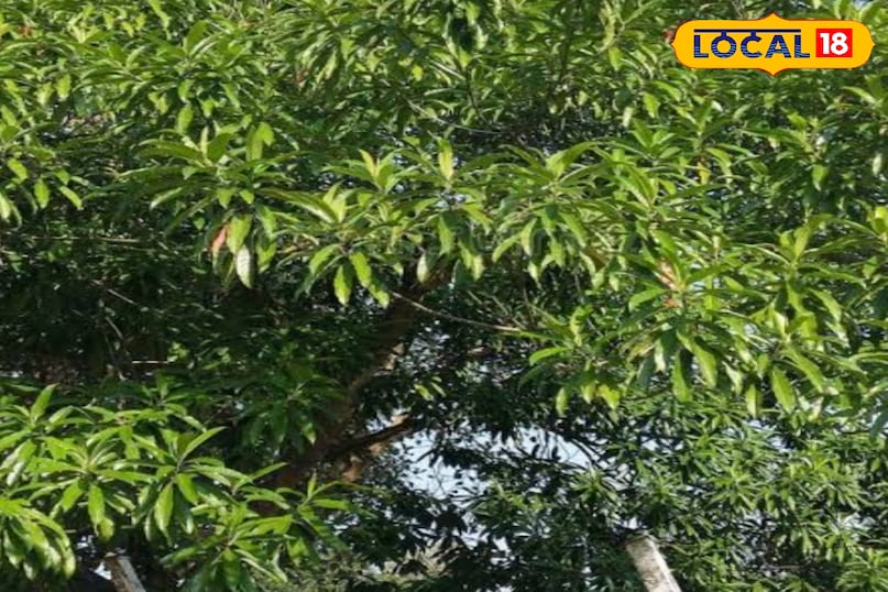 रुद्राक्ष का पौधा औषधि फायदे फायदेमंद टिप्स हेल्थ टिप्स अमेठी उत्तर प्रदेश न्यूज़ 18 हिंदी रुद्राक्ष का पौधा औषधि फायदे फायदेमंद टिप्स हेल्थ टिप्स अमेठी उत्तर प्रदेश न्यूज़ 18 हिंदी