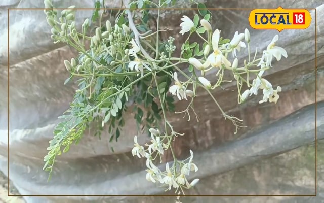 बरमसिया सहजन में सालोंभर होता फलन, ऑफ सीजन में मिलती दोगुनी कीमत
