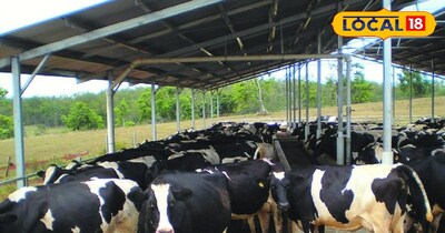 Boost Milk Yield: Essential Deworming Tips for Cows & Buffaloes