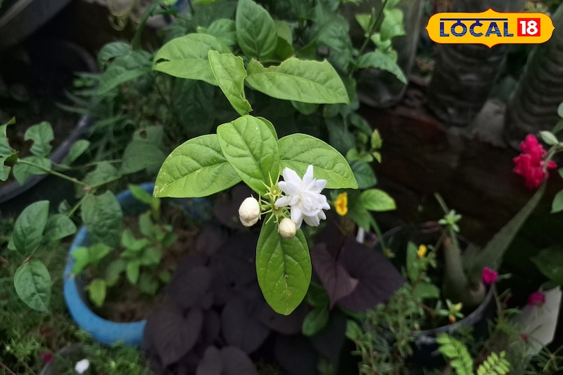 flowers tips flowers tips