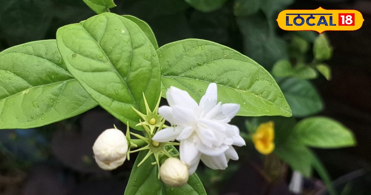 मोगरा के पौधे में नहीं आ रहे हैं फूल? करें ये काम.. सुगंध से गमक उठेगा पूरा घर, सालभर रहेगा हरा-भरा