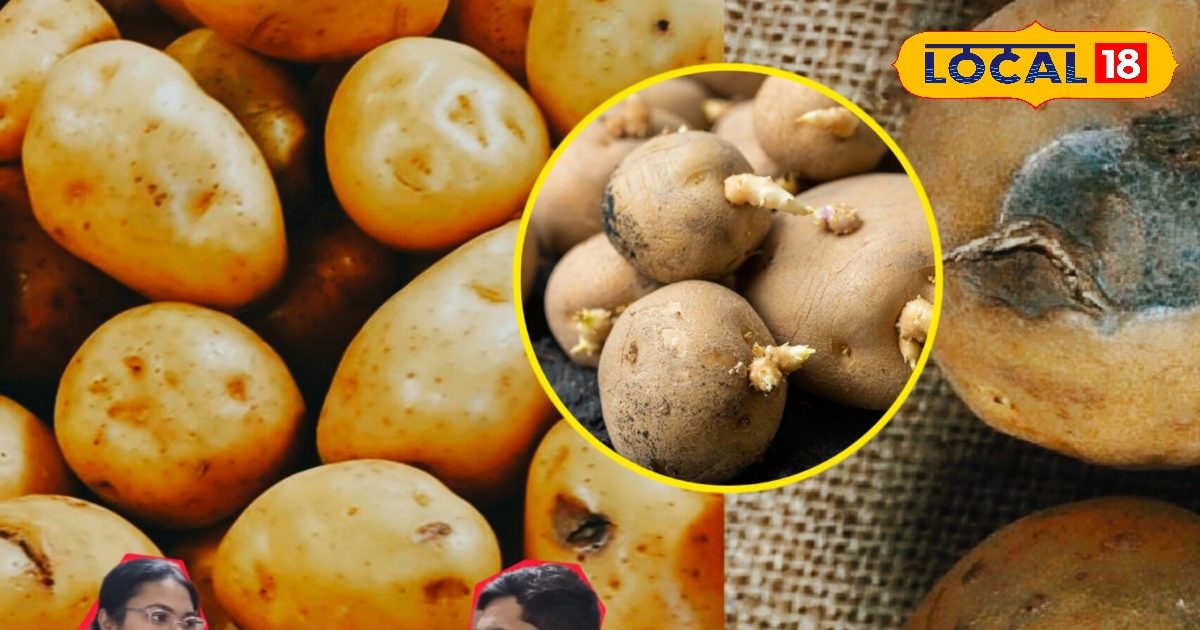 मानसून में आलू को कैसे करें स्टोर? ये टिप्स अपना लिया तो नहीं पड़ेगी कोल्ड स्टोरेज की जरूरत