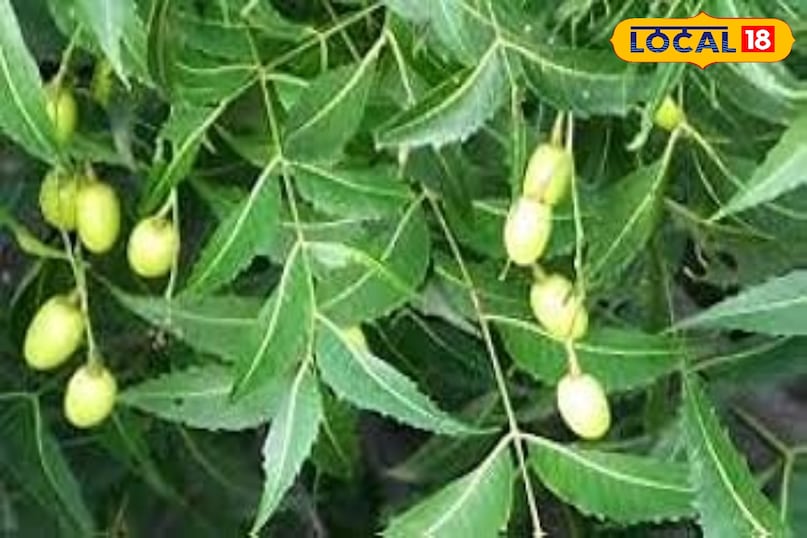 Benefits of neem leaves, glowing skin tips, Home remedies to boost immunity, Ayurvedic tips, health tips, local18, khargone letest news, Madhya Pradesh hindi news 