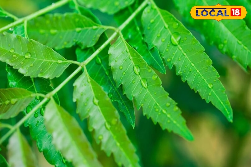 Benefits of neem leaves, glowing skin tips, Home remedies to boost immunity, Ayurvedic tips, health tips, local18, khargone letest news, Madhya Pradesh hindi news 