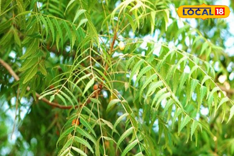 Benefits of neem leaves, glowing skin tips, Home remedies to boost immunity, Ayurvedic tips, health tips, local18, khargone letest news, Madhya Pradesh hindi news 