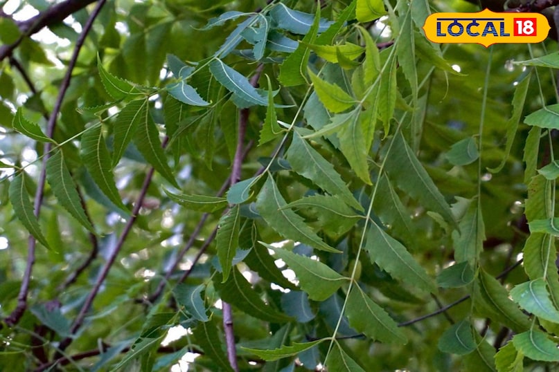 Benefits of neem leaves, glowing skin tips, Home remedies to boost immunity, Ayurvedic tips, health tips, local18, khargone letest news, Madhya Pradesh hindi news 