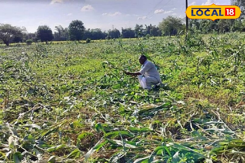 crop damaged by flood, kharif crop loss in rainy, flood se false kharab ho gai ab kya kare, agriculture tips, local18, khargone letest news, Madhya Pradesh hindi news, Tips and trick 