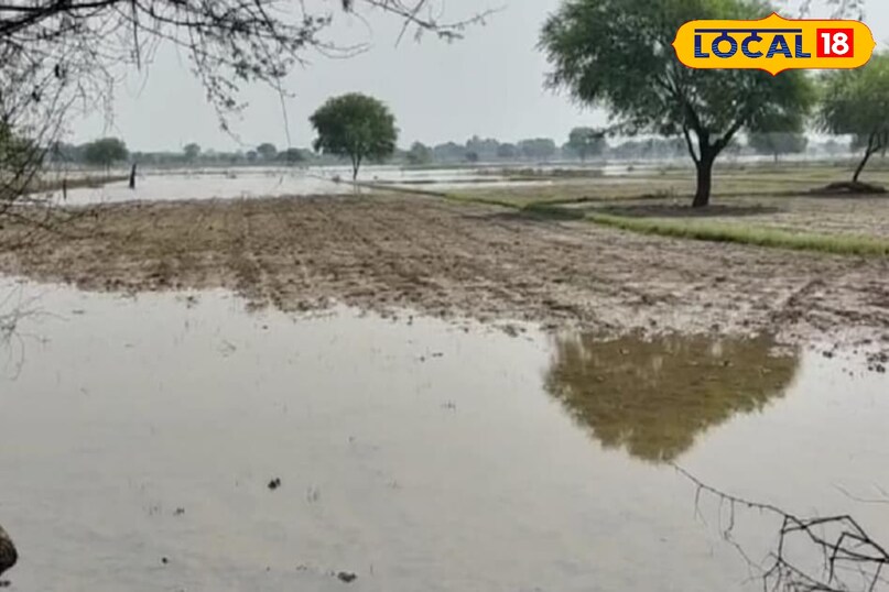 crop damaged by flood, kharif crop loss in rainy, flood se false kharab ho gai ab kya kare, agriculture tips, local18, khargone letest news, Madhya Pradesh hindi news, Tips and trick 